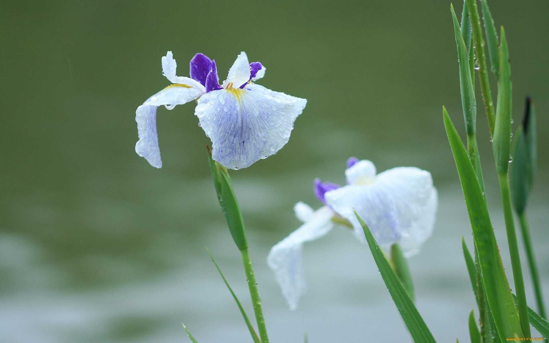 Tion iris. Заставка на рабочий стол цветы ирисы. Водный белый Ирис. Ирисы на фоне моря. Свежесть Ирис.